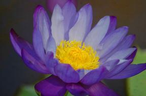 purple gorgeous flower macro
