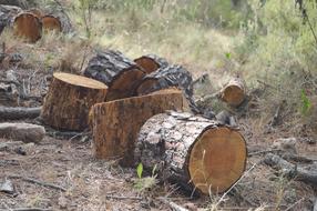 logs are lying in the forest