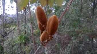 Nature Seed