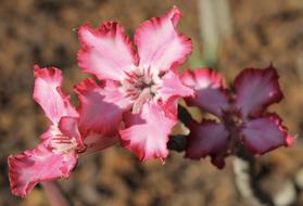 Flower Pink
