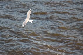 Seagull Birds Animals Water