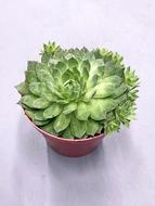 Succulent Plant Green