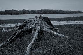 Trunk Nature Environment