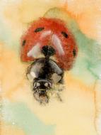 clipart of ladybird art background
