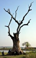 Tree Decaying Ubein
