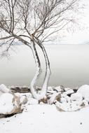 Snow Landscape Nature