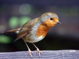 robin red bird nature animal