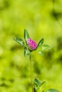 Wildflower Flower Summer