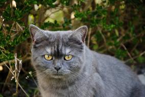 Cat Nature Grey