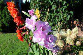 Gladiole Gladioli Garden Flowers