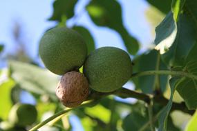 Nut Green Nuts