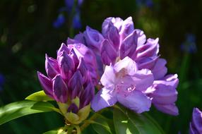 magnificent garden spring flowers