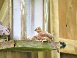 Bird Young Colorful