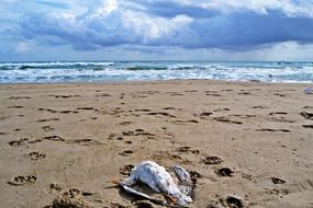 Mediterranean Beach Seagull