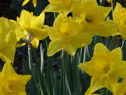 Daffodil Spring Yellow