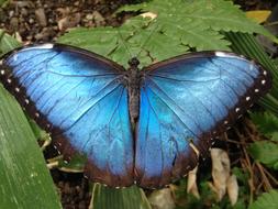 Butterfly Insect Invertebrate