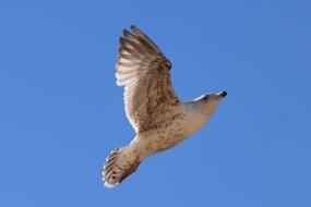 Seagull Bird Fly