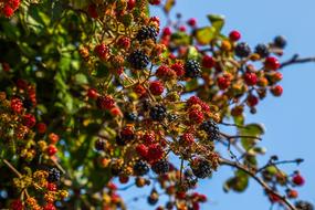 Blackberries Fruit Nature