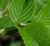 Grasshopper Nymph Insect