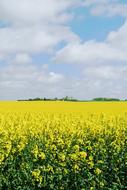 Canola Landskrona