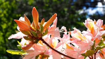 orange flowers on a tree