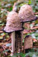 Toadstools Fungi Mushroom