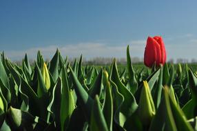 a single tulip in the grass