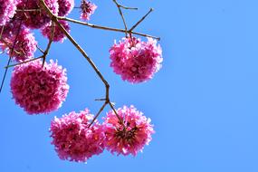 pink flowers on a blue sky background