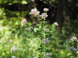 Flower Forest Romance