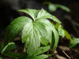 a leaf of a plant in the forest