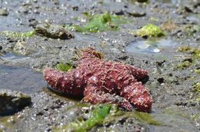 Starfish Red Beach