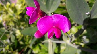 Sweet Pea Peas Pink