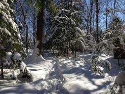 Snow Forest Winter
