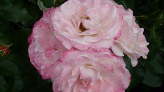 Rose Flower White Pink Several