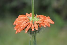 Flower Pompom Orange