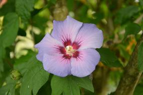 unusual flower close up