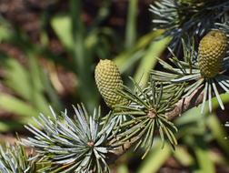 Weeping Spruce New Cones