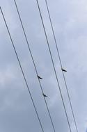 Bird Sky Cloud