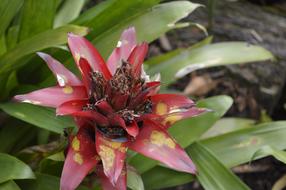 Flower Nature Plants