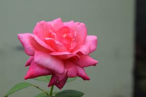 Rose Pink Flower