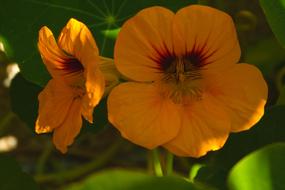 the orange flower bud is beautiful
