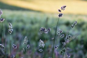 Grass Meadow Field