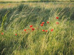 Poppies Summer Field