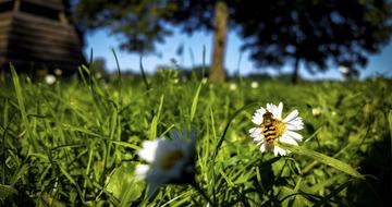 Bee Daisy Meadow Close up