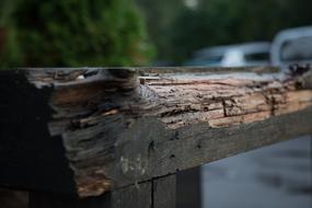 Macro Tree Photography Wood