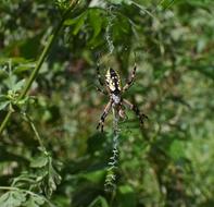 Yellow Garden Spider