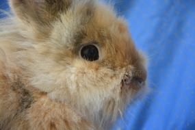 Dwarf Rabbit Head Profile