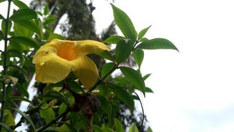 Kerala Yellow