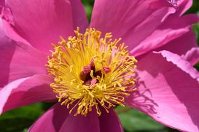 a beautiful pink rosebud.