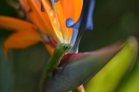 Gecko Bird Of Paradise Tropical